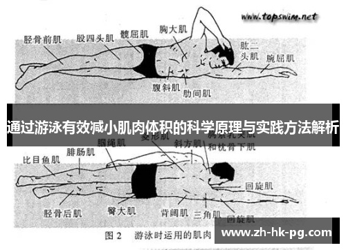 通过游泳有效减小肌肉体积的科学原理与实践方法解析